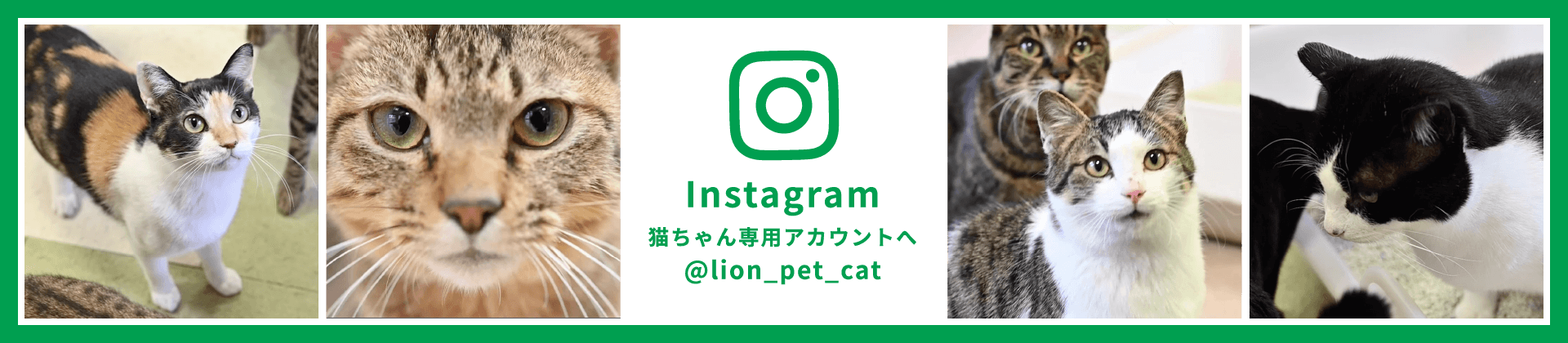 Instagram 猫ちゃん専用アカウントへ @lion_pet_cat