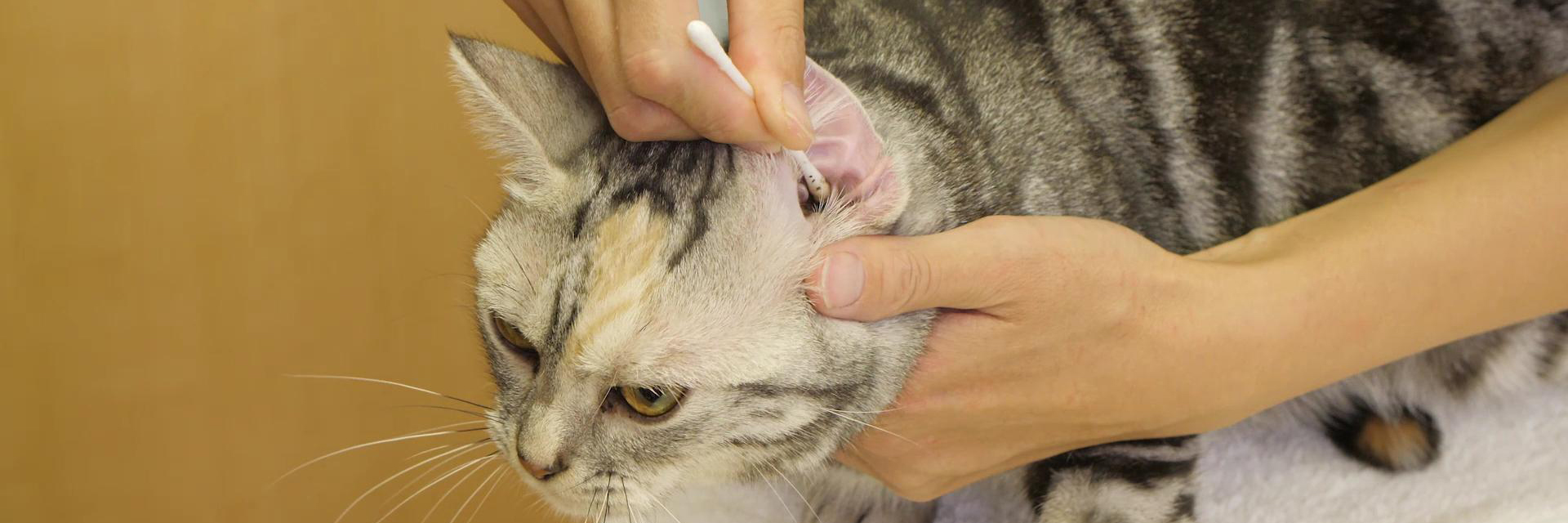 動画でわかる 猫の耳掃除のコツをプロが解説 やさしく汚れを拭き取り ニオイもチェック ライオン商事株式会社