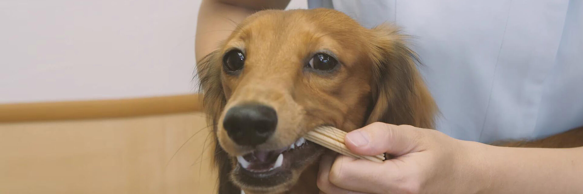 動画でわかる 犬の歯みがき方法をプロが解説 歯みがきガム は 正しい与え方でケア効果がぐんとアップ ライオン商事株式会社