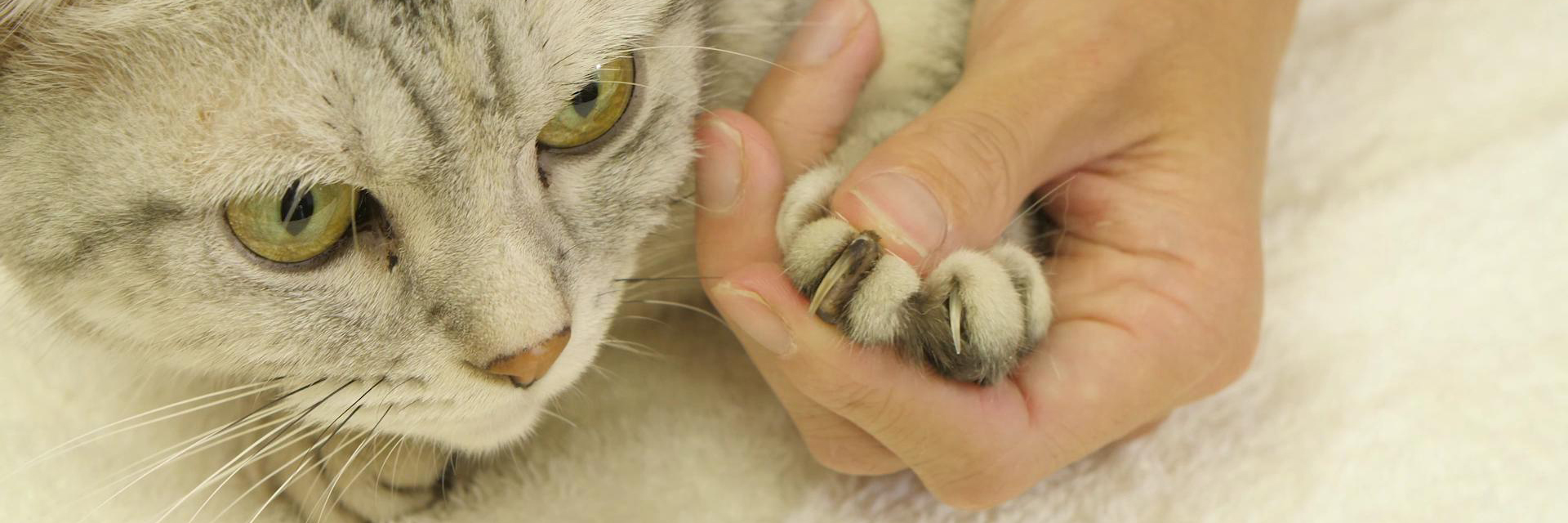 動画でわかる 猫の爪切りのコツをプロが解説 爪の中を通る血管と神経を切らないように注意して ライオン商事株式会社