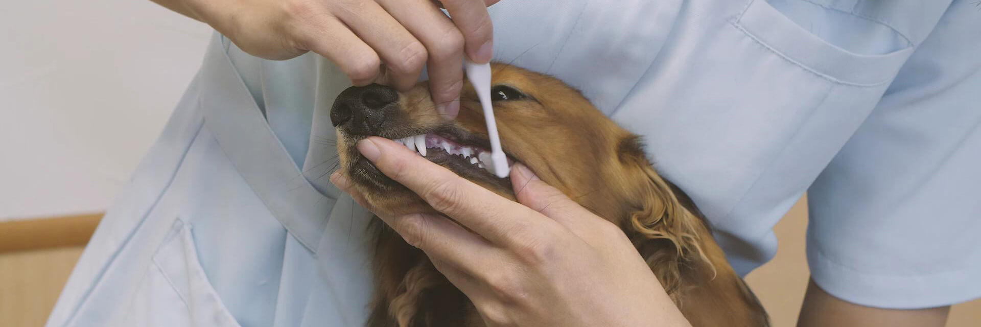 動画でわかる 犬の歯みがき方法をプロが解説 シートみがきができたら Step３の本格的な 歯ブラシケア へ ライオン商事株式会社