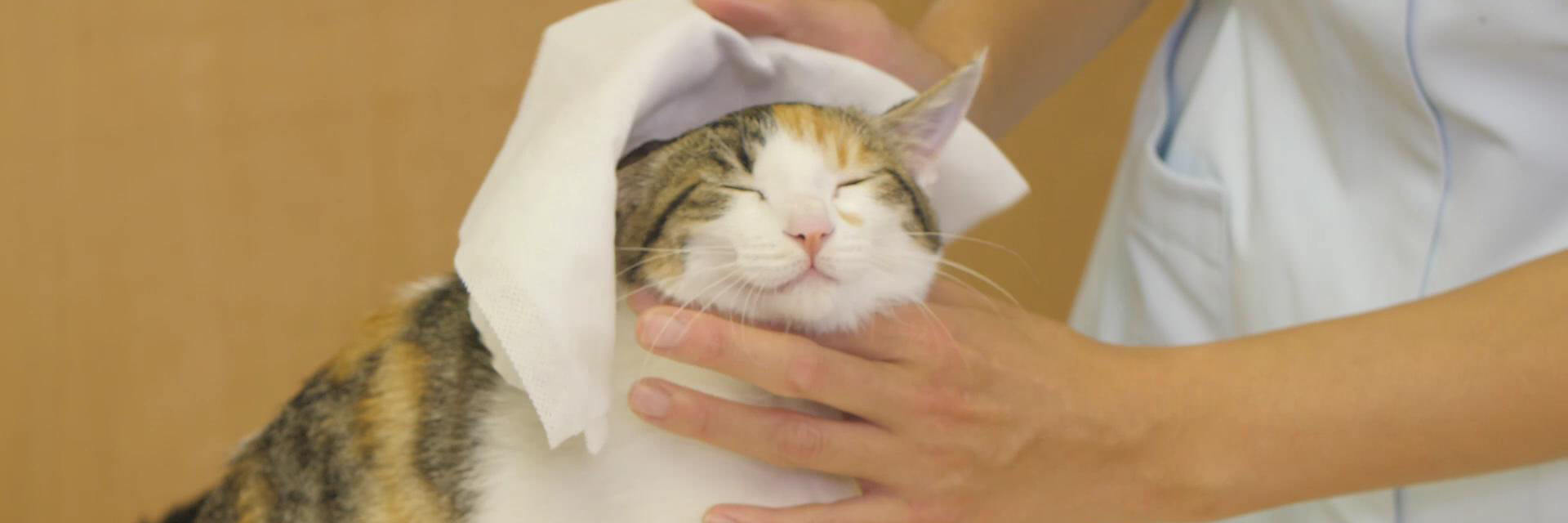 動画でわかる 猫の体拭きの手順をプロが解説 シャンプータオルで汚れ