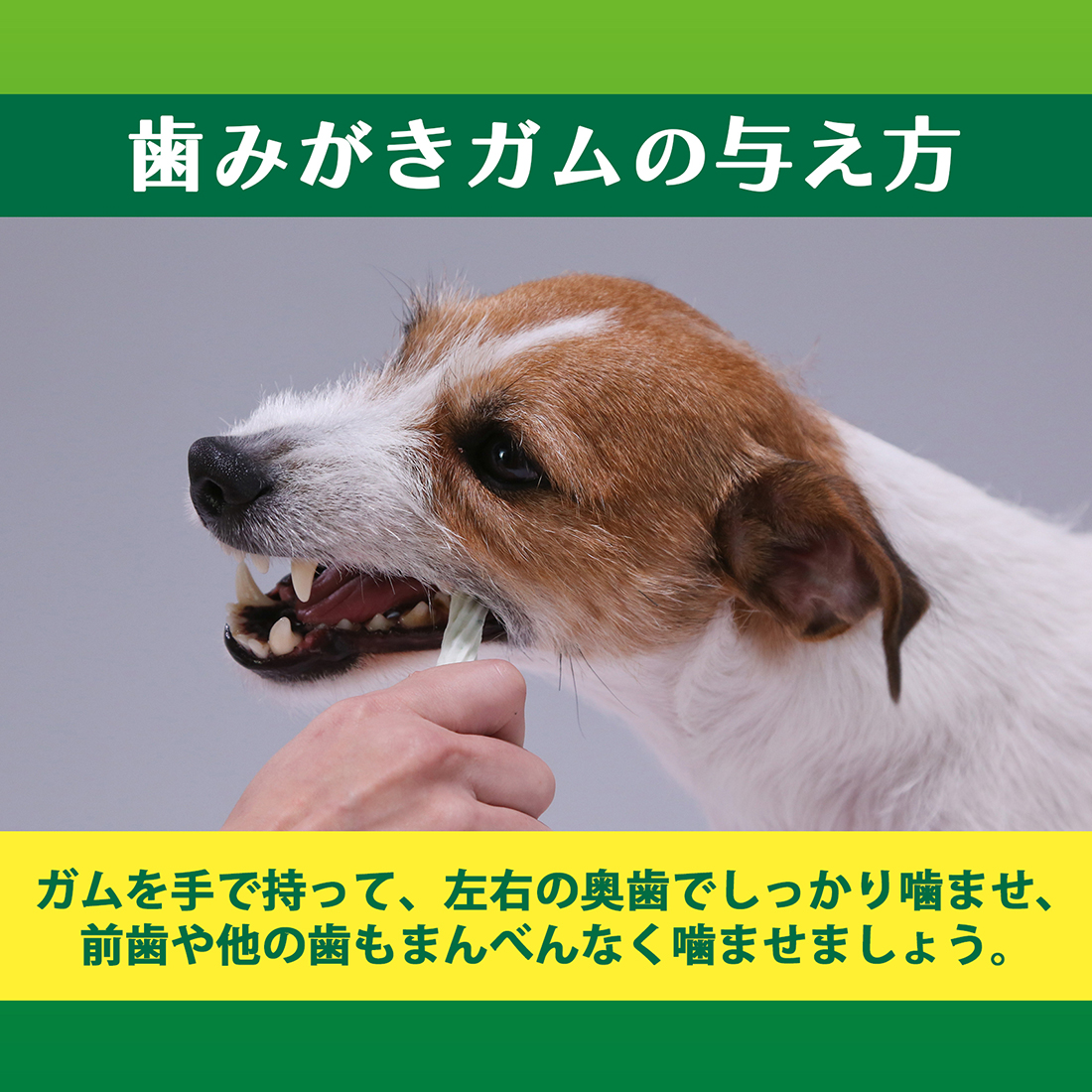 PETKISS 食後の歯みがきガム 小型犬用｜ライオン商事株式会社